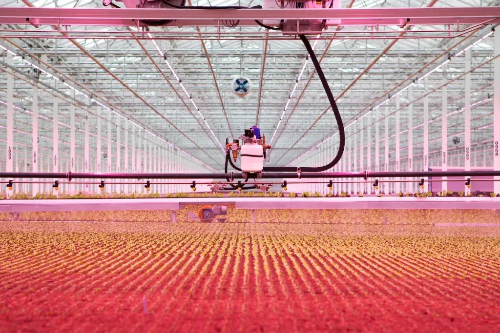 Van Dijck Groenteproducties